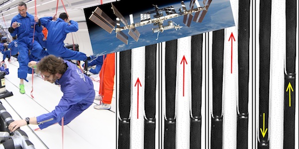 Ecoulement à bulles dans un caloduc oscillant en impesanteur pendant un vol parabolique (ESA, Novespace)