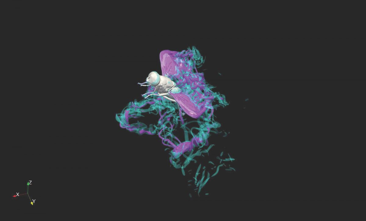 Insects meet wavelets: numerical modeling of flapping flight