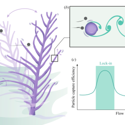 Les vibrations induites par les vortex pourraient-elles améliorer la capture de nourriture par les coraux mous ?