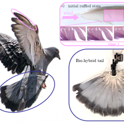 The physics of birds: a story of feathers and tail