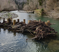 From Sediment Declogging to Microplastic Deposition: Understanding the Influence of Wood in River Restoration